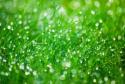 water your lawn deeply once a week to promote deep root growth