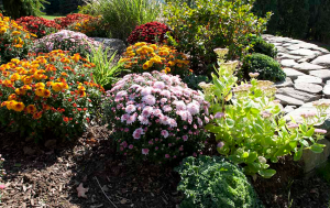 a mum garden courtesy of the Fort Worth Landscape team